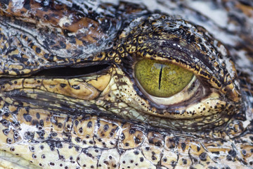 Crocodile eye up close