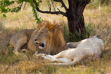 lion and lioness lie in the shade of a tree