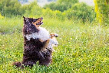 Sheltie dog stands on its hind legs in a green and yellow meadow