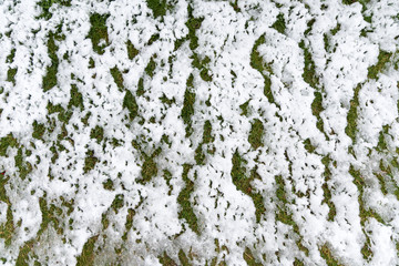 The grass is covered with white snow. Cold spring morning. Patterns of snow. The first snow. Sudden, unexpected change of weather.