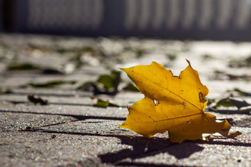 yellow autumn maple leaf lies on the sidewalk and the sun shines through it