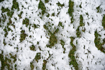 Fototapeta premium The grass is covered with white snow. Cold spring morning. Patterns of snow