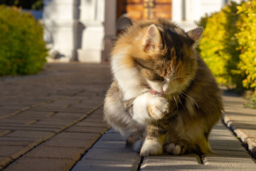Cat washing his paw in street