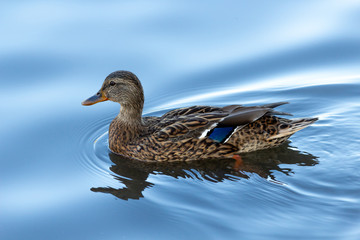 duck swimming in mirror blue water