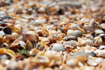 many shells of different colors on the beach