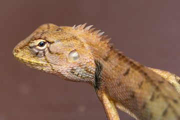 lizard head on a light brown background