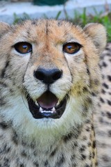 Cheetah's face and coarse hair