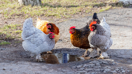 Chickens and cocks near the puddle drink water_