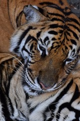 The female tiger is sleeping on another tiger.