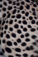 Black polka dots on the skin of the cheetah