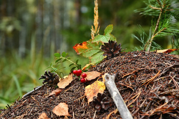 Anthill and cones in the autumn pine forest, among yellow fallen leaves