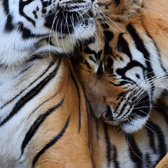 Black stripes on the face of the Bengal tiger