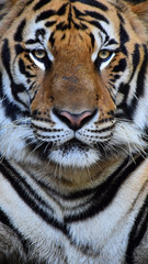 The large tiger face has a beautiful pattern.