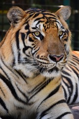 Fototapeta na wymiar The large tiger face has a beautiful pattern.