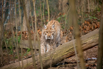 Walking eurasian lynx. Lynx lynx.