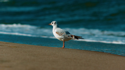 Mewa na plaży morza Bałtyckiego  © spacer.z.aparatem 