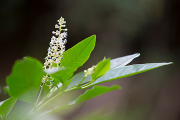 Image of the American phytolacca plant.