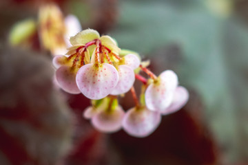Pink begonia flowers in pot on blurred background_