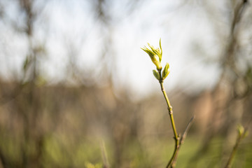 flowering branch