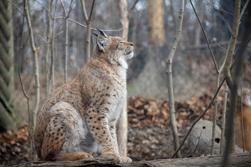 Naklejka na ściany i meble Eurasian lynx on a log. Lynx lynx.