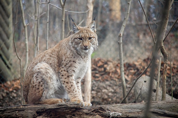 Naklejka na ściany i meble Eurasian lynx sitting on a log. Lynx lynx.