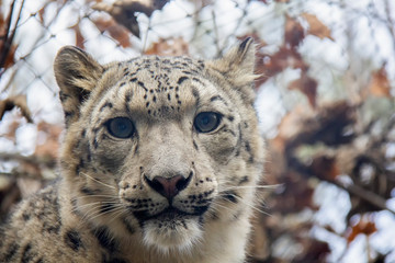 Snow leopard cub. Panthera uncia.