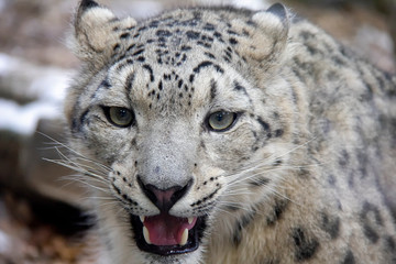 Hissing snow leopard cub. Panthera uncia.