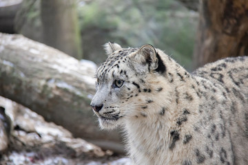 Portrait of snow leopard cub. Panthera uncia.