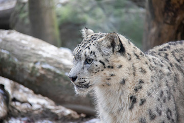 Portrait of snow leopard kitten. Panthera uncia.