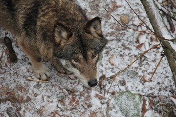 Wolf in winter forest. Canis lupus.