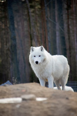 Obraz na płótnie Canvas Arctic wolf. Canis lupus arctos.