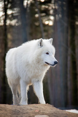 Curious arctic wolf. Canis lupus arctos.