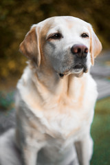 Portrait of a yellow labrador retriever dog looking at the camera.