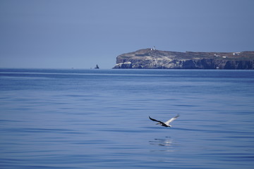 Bird flies off coast of Anacapa Island, Channel Islands, California, USA