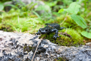 The alpine salamander a shiny black salamander found in the central, eastern and Dinaric Alps. Salamandra atra, endemic amphibian species in the Alps