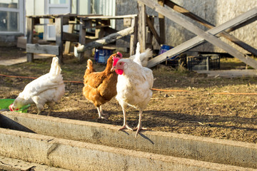bird white chicken smoothes into the camera walks around the garden in the village