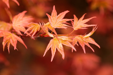 Japanischer Zierahorn