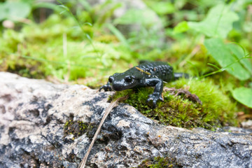 The alpine salamander a shiny black salamander found in the central, eastern and Dinaric Alps. Salamandra atra, endemic amphibian species in the Alps