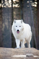 Walking arctic wolf. Canis lupus arctos.
