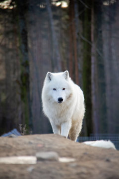 Arctic Wolf. Canis Lupus Arctos.