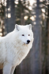 Portrait of arctic wolf. Canis lupus arctos.