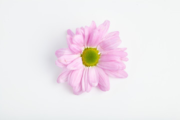 edible pink flower with drop shadow on white background