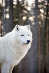 Fototapeta premium Portrait of arctic wolf. Canis lupus arctos.