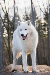 Curious arctic wolf. Canis lupus arctos.