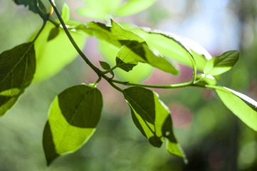 Green leaves on a branch. The beginning of spring.
