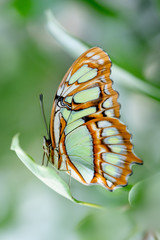 Fototapeta na wymiar Butterfly in nature habitat, Butterfly macro view. Butterfly closeup