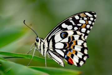 Butterfly in nature habitat, Butterfly macro view. Butterfly closeup