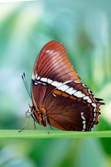 Fototapeta na wymiar Butterfly in nature habitat, Butterfly macro view. Butterfly closeup