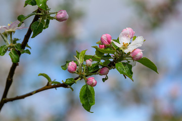 Apfelbl&uuml;te Kaiser Wilhelm