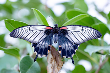 Butterfly in nature habitat, Butterfly macro view. Butterfly closeup